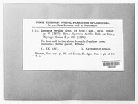 Image Associated With the Occurence